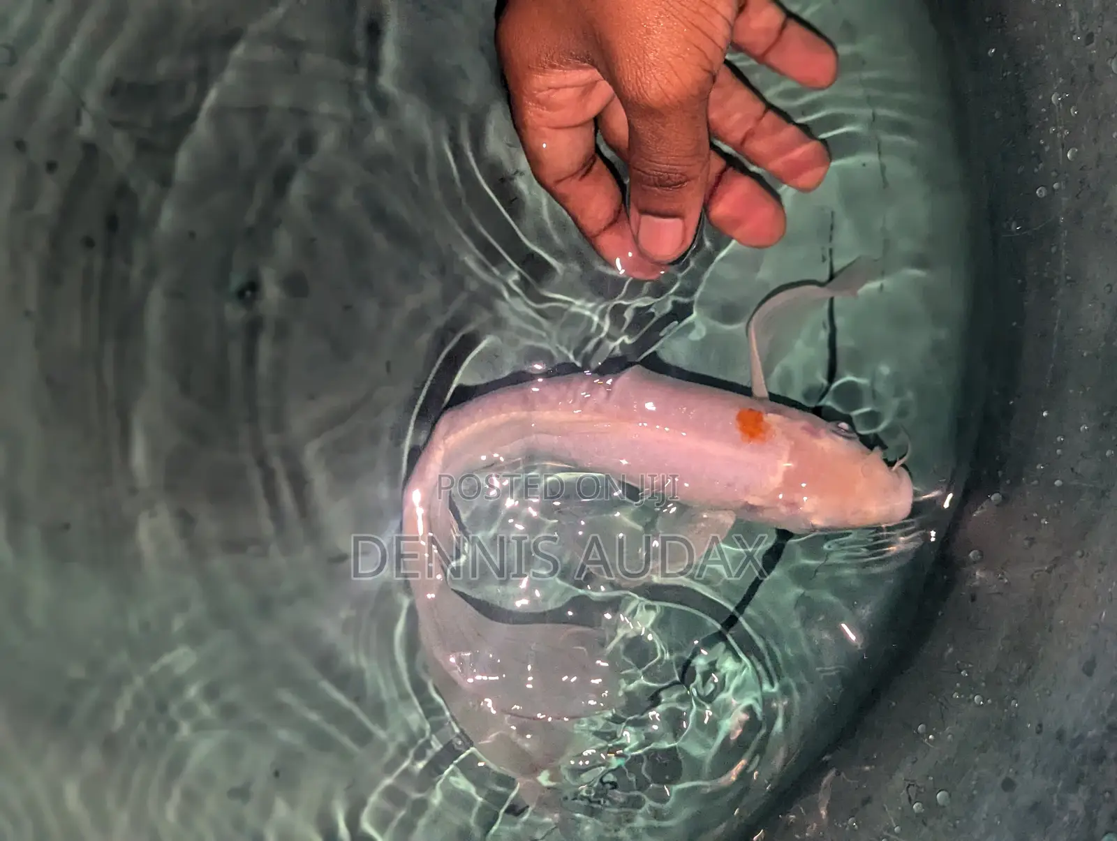 Japanese Koi Fish