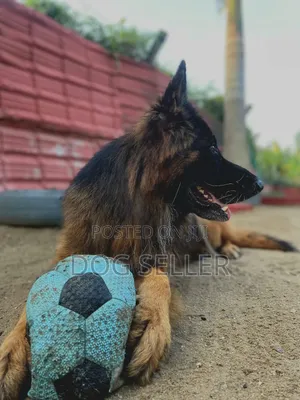 Photo - 1+ year Male Purebred German Shepherd