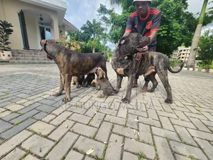 Photo - 3-6 months Male Purebred Boerboel