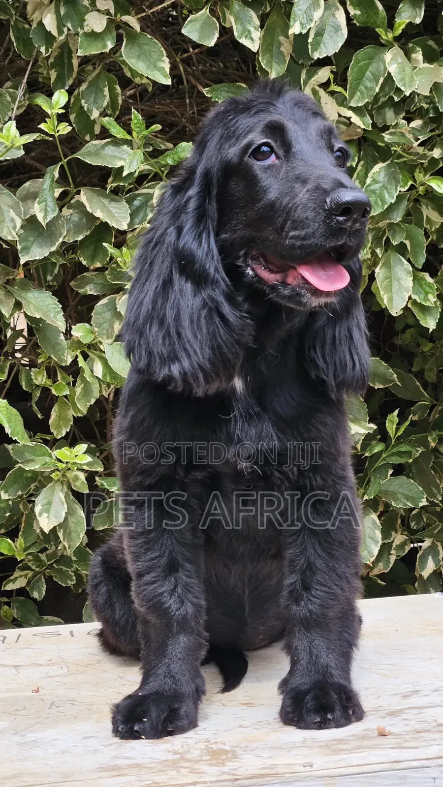 3-6 months Female Purebred Cocker Spaniel