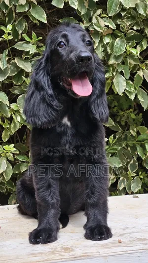 3-6 months Female Purebred Cocker Spaniel