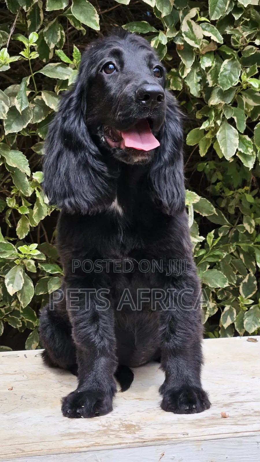 3-6 months Female Purebred Cocker Spaniel