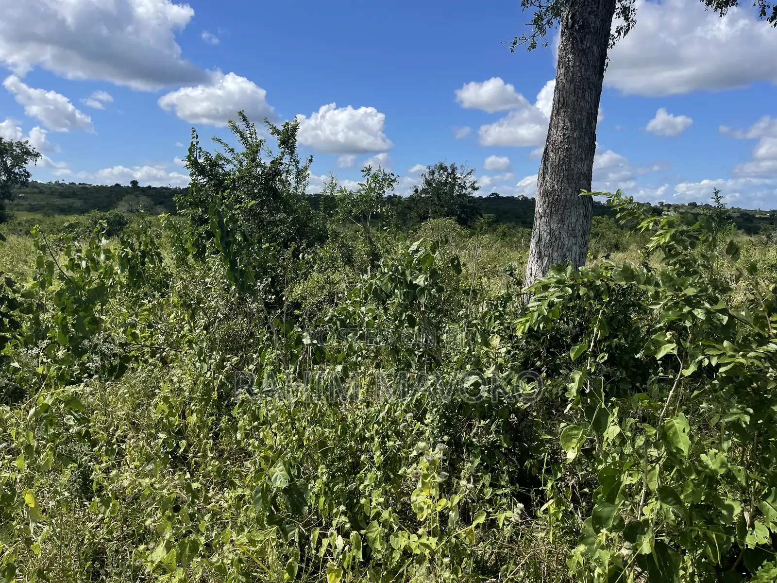 Shamba Linauzwa Kiwangwa