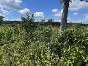 Shamba Linauzwa Kiwangwa