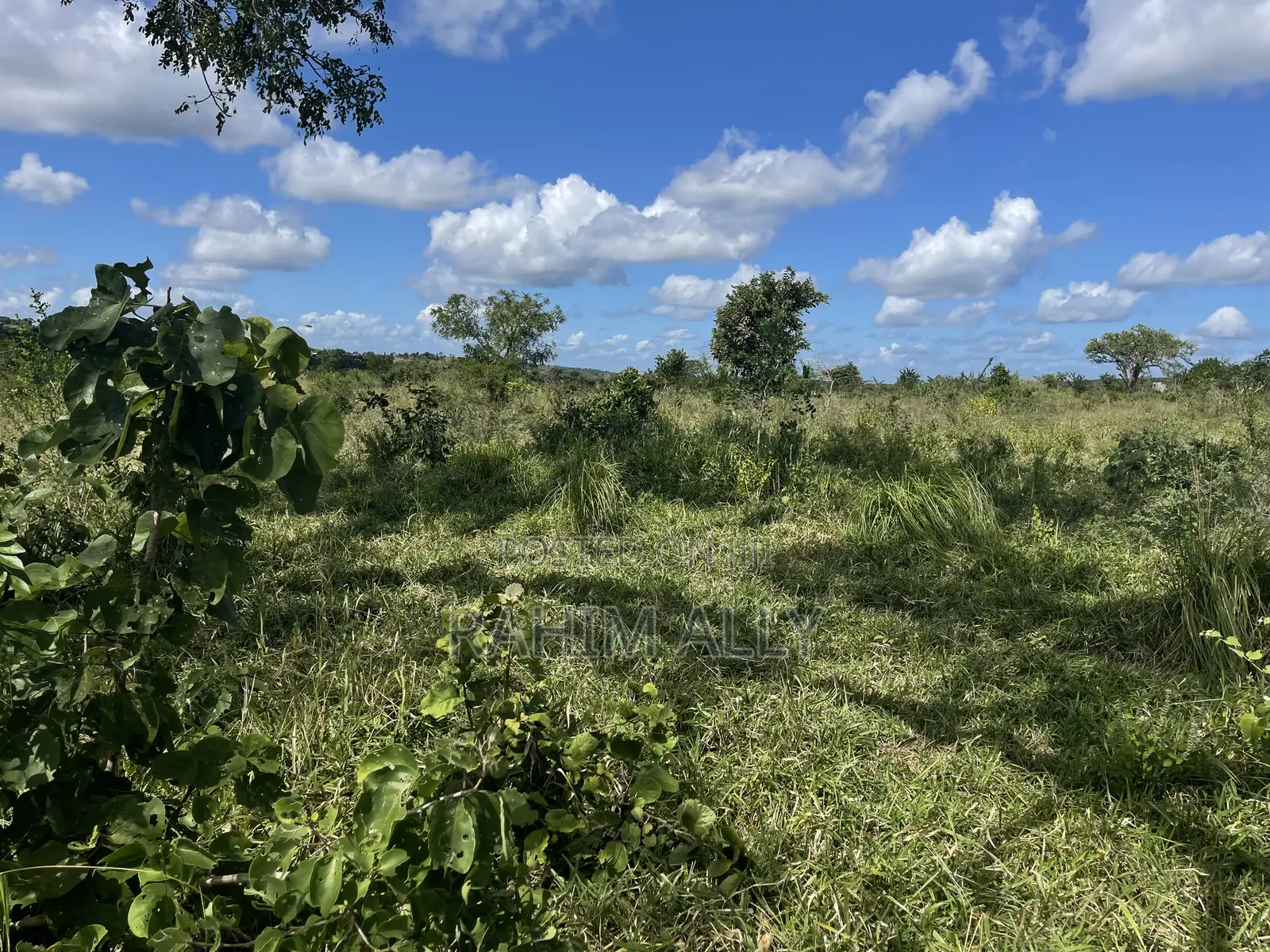 Shamba Linauzwa Kiwangwa