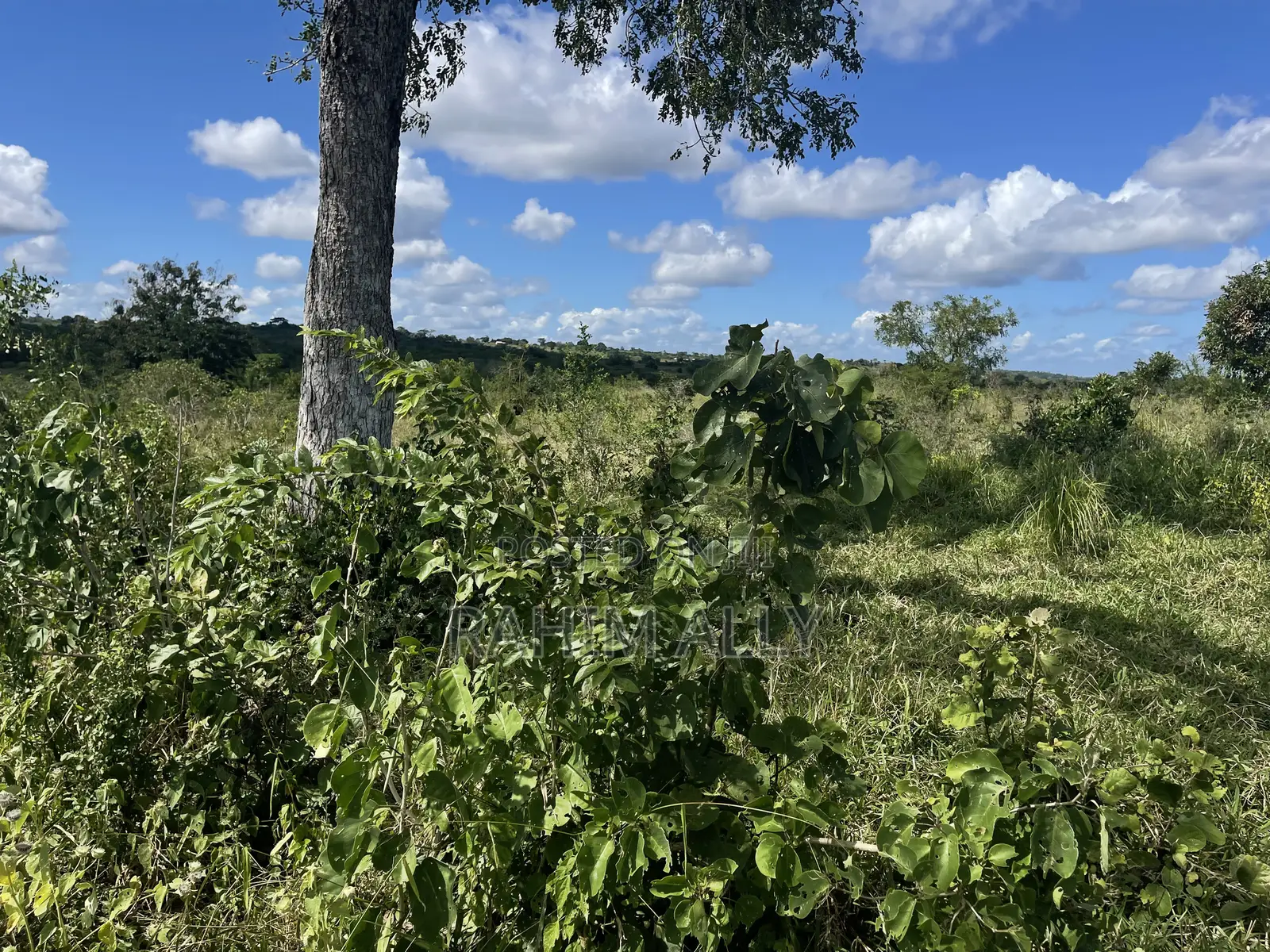 Shamba Linauzwa Kiwangwa
