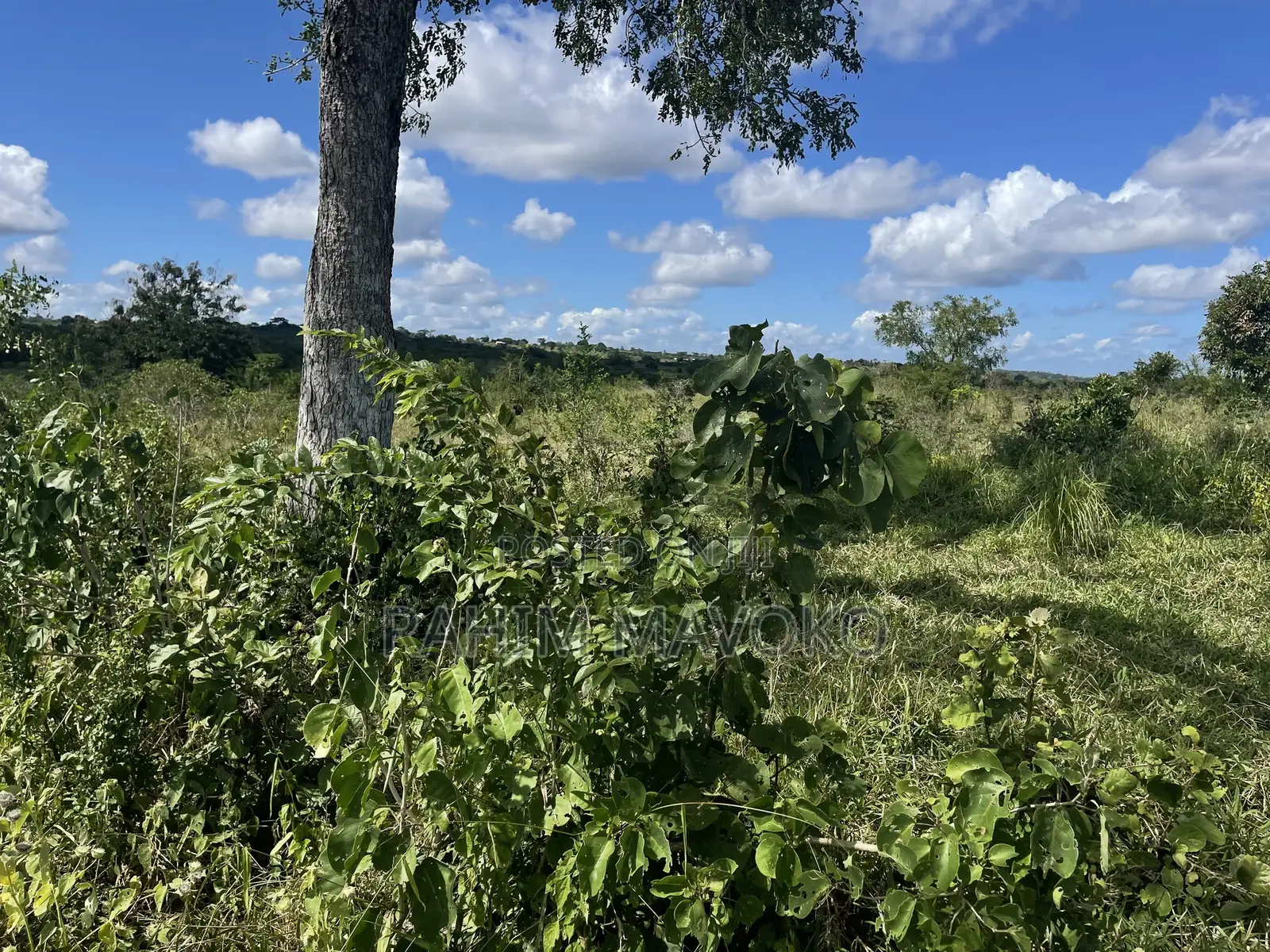 Shamba Linauzwa Kiwangwa
