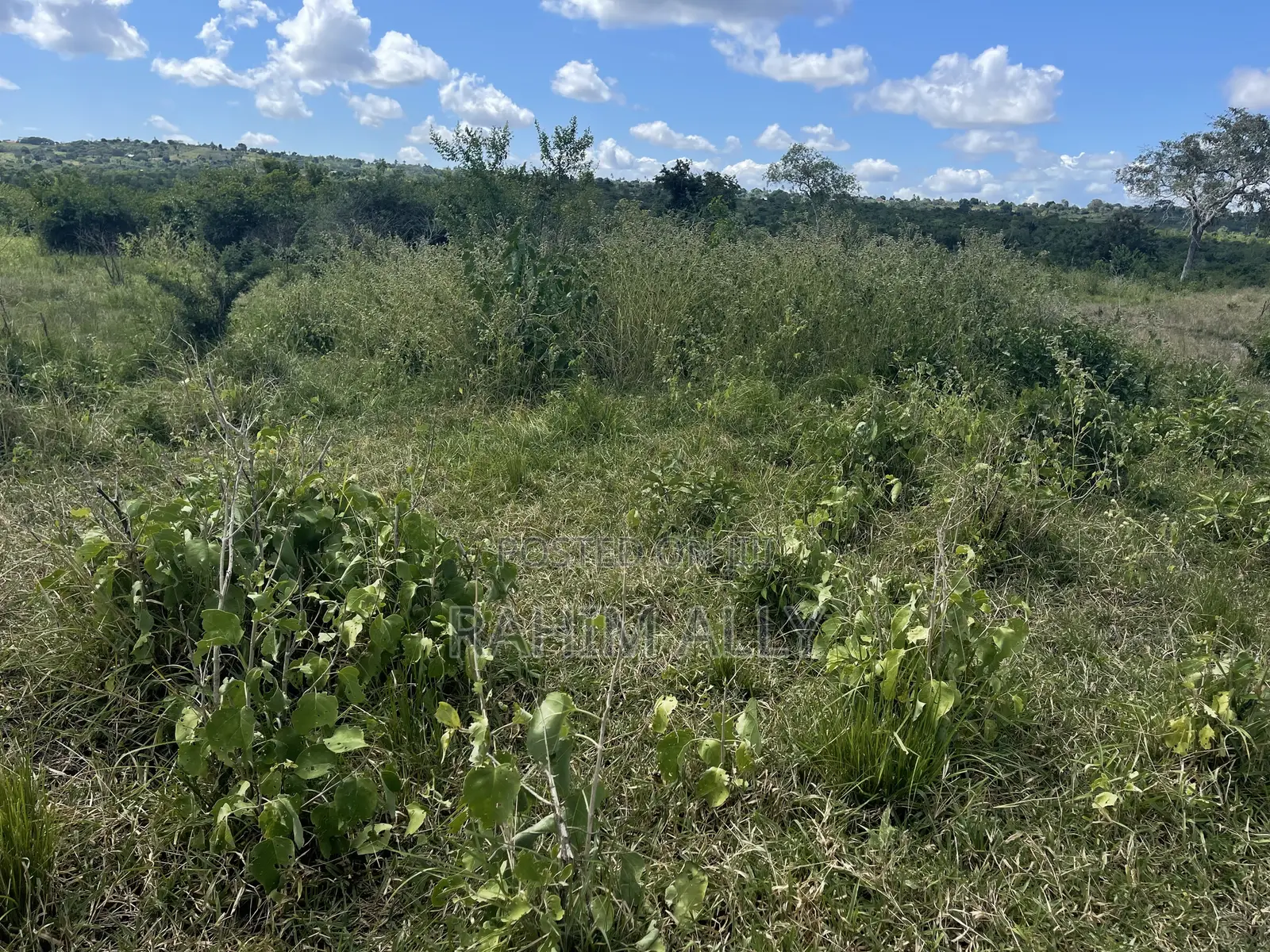 Shamba Linauzwa Kiwangwa