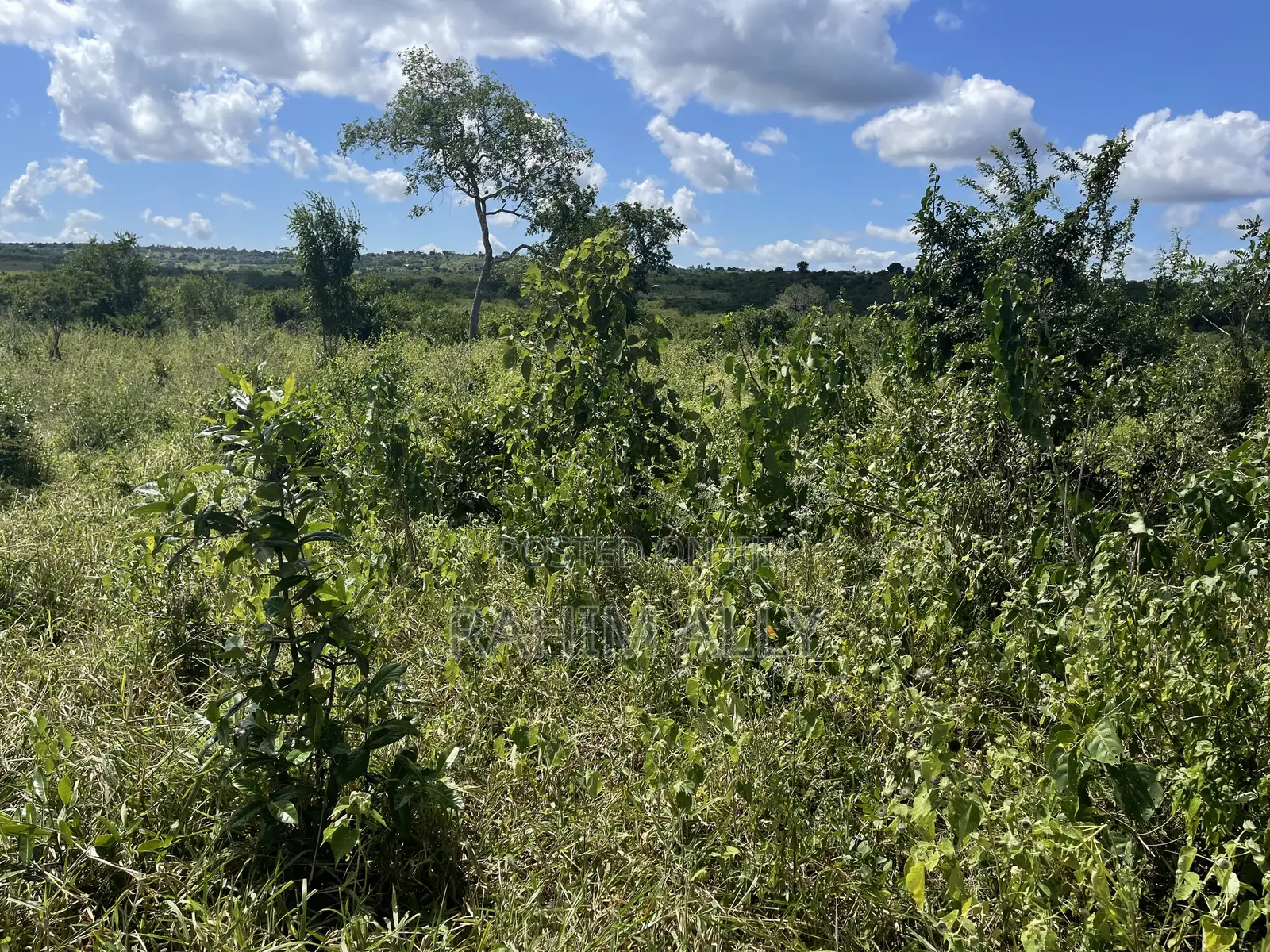 Shamba Linauzwa Kiwangwa