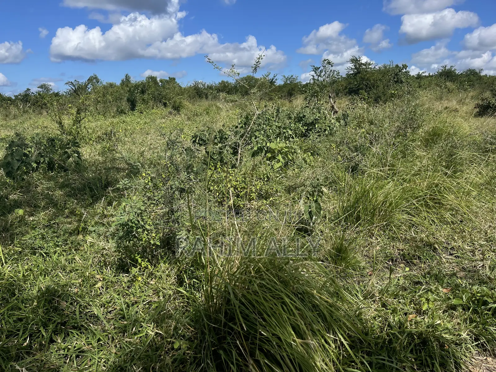 Shamba Linauzwa Kiwangwa