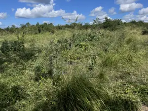 Shamba Linauzwa Kiwangwa