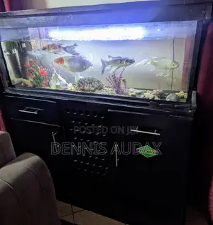 Japanese Koi Fish