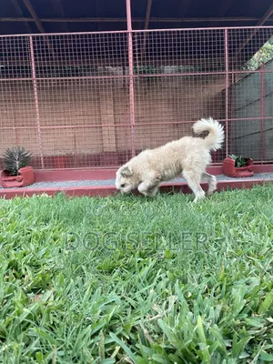 Photo - 6-12 months Male Purebred Maltese
