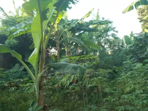 Eneo Linauzwa Zanzibar