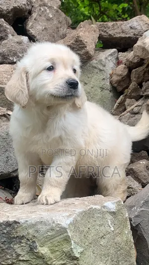 Photo - 1-3 months Male Purebred Golden Retriever