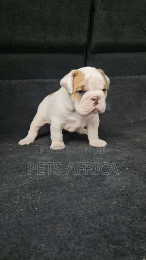 Photo - 1-3 months Male Purebred Bulldog