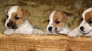 Photo - 1-3 months Male Purebred Jack Russell Terrier