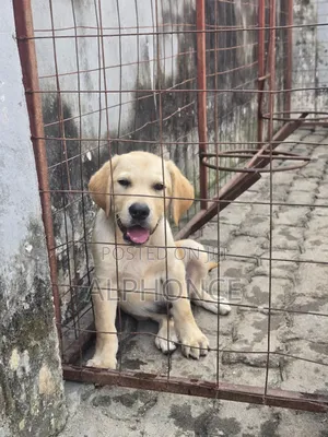 Photo - 1-3 months Male Purebred Labrador Retriever