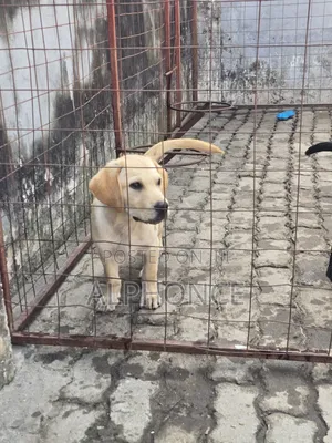 Photo - 1-3 months Male Purebred Labrador Retriever