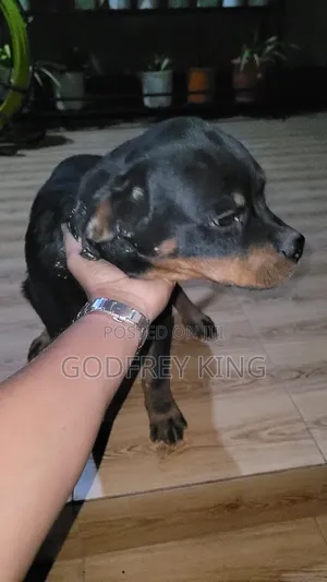 Photo - 3-6 months Male Purebred Rottweiler