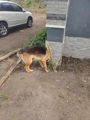 Photo - 6-12 months Male Purebred German Shepherd