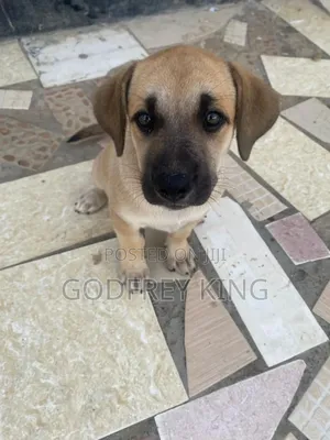 Photo - 1-3 months Male Mixed Breed Boerboel