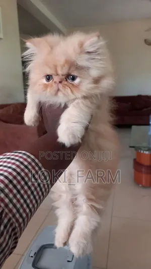 1-3 months Male Purebred Persian
