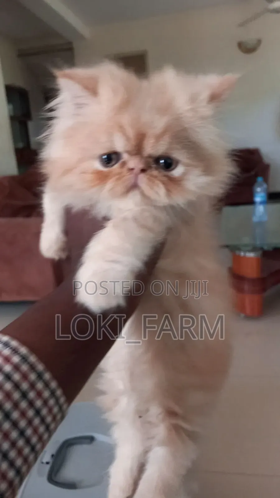 1-3 months Male Purebred Persian