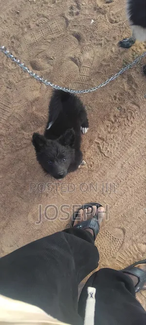 Photo - 1-3 months Male Purebred Japanese Spitz