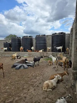 Photo - Shamba La Ekari 60 Linauzwa Mwavi, Bagamoyo