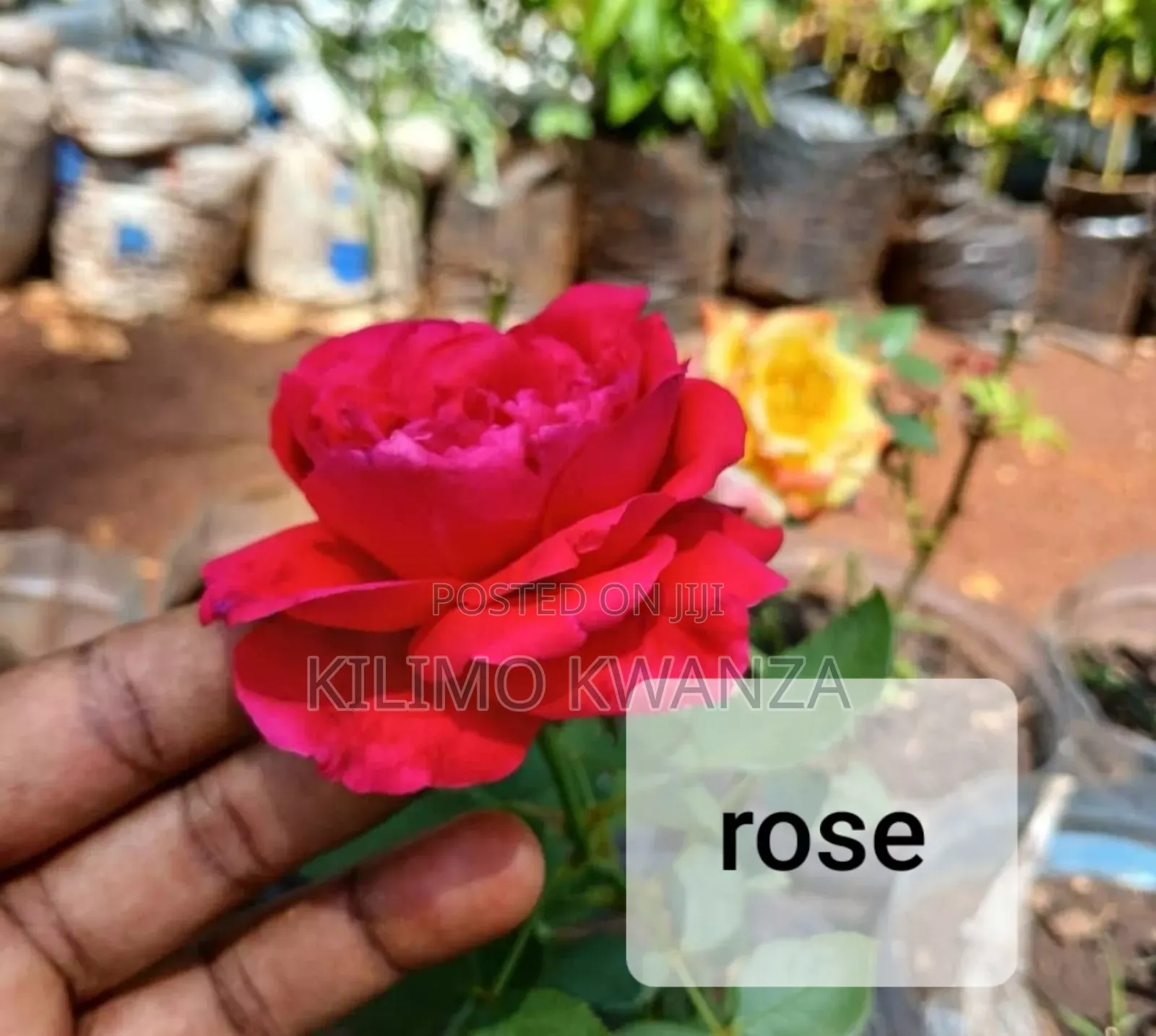 Maua Ya Rose