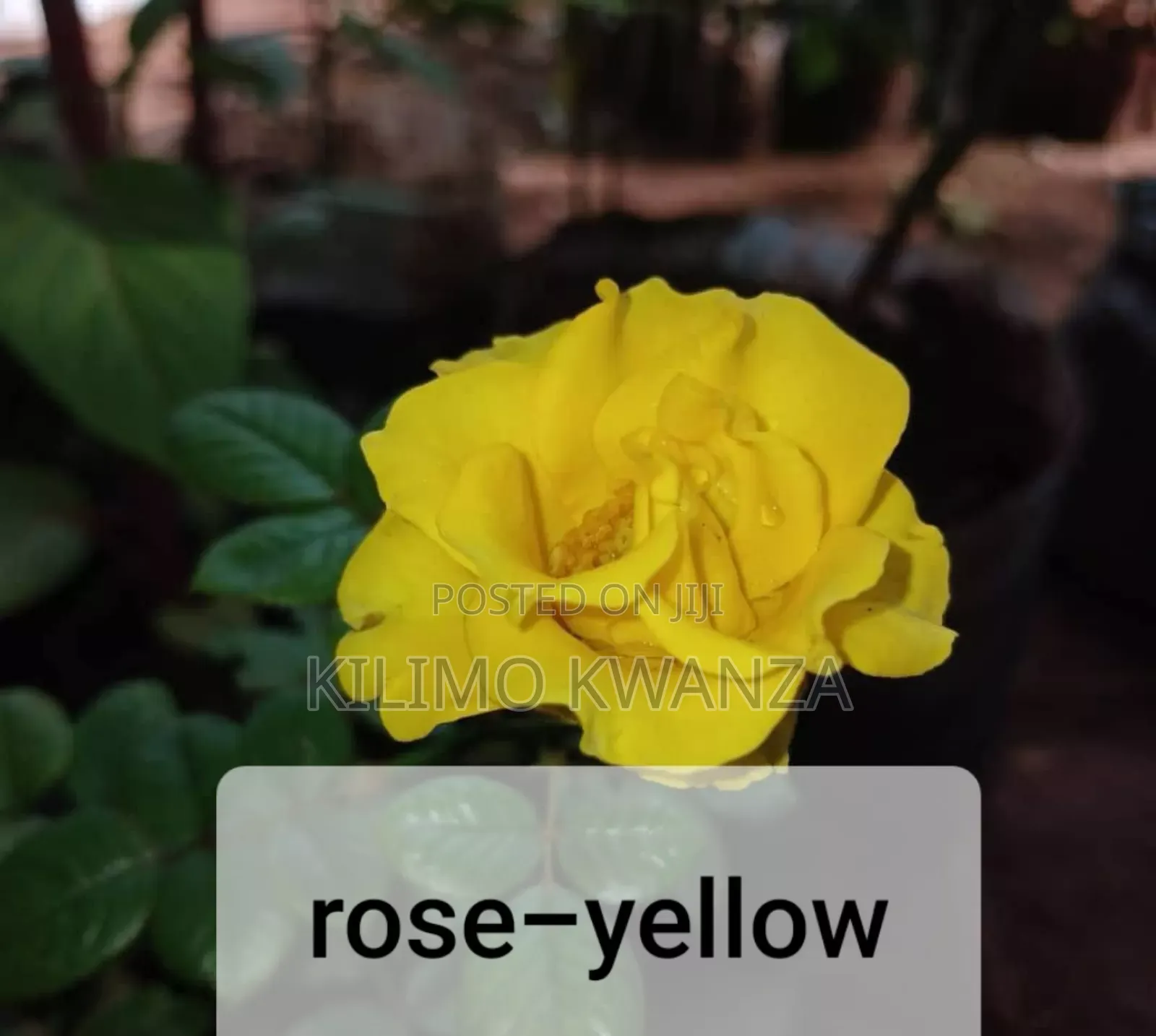Maua Ya Rose