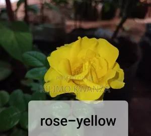 Maua Ya Rose