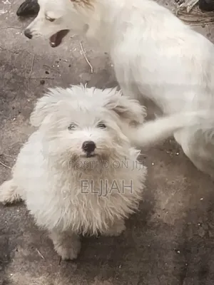 Photo - 1-3 months Male Mixed Breed Maltese