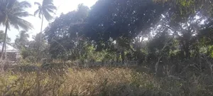 Shamba Zuri Mnoo Linauzwa Tambani Secondary.