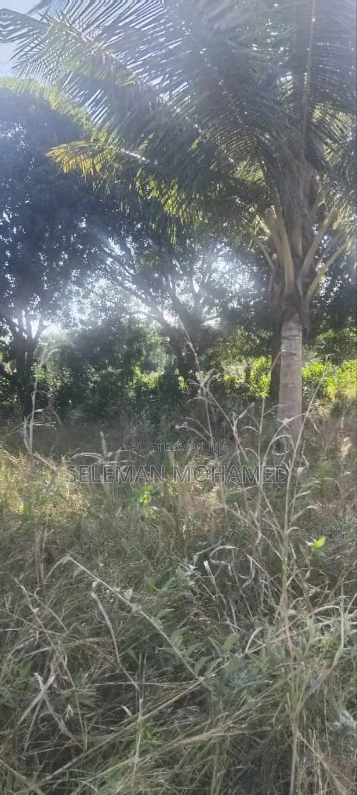 Shamba Zuri Mnoo Linauzwa Tambani Secondary.