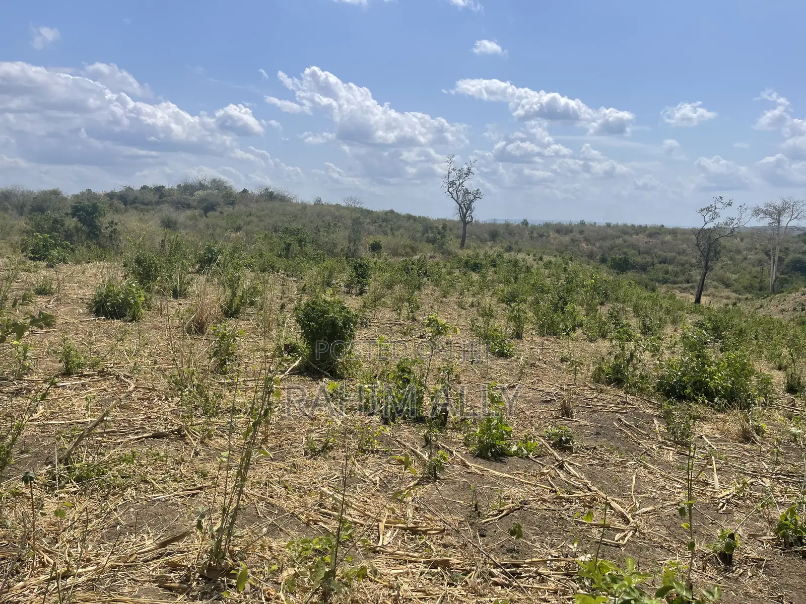 Shamba Linauzwa Kiwangwa Bago Eka 70
