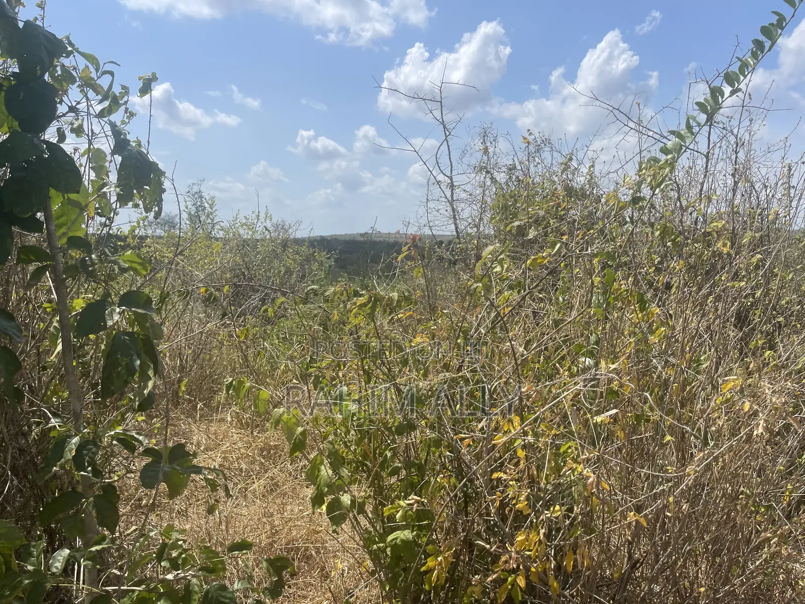 Shamba Linauzwa Kiwangwa Bago Eka 70