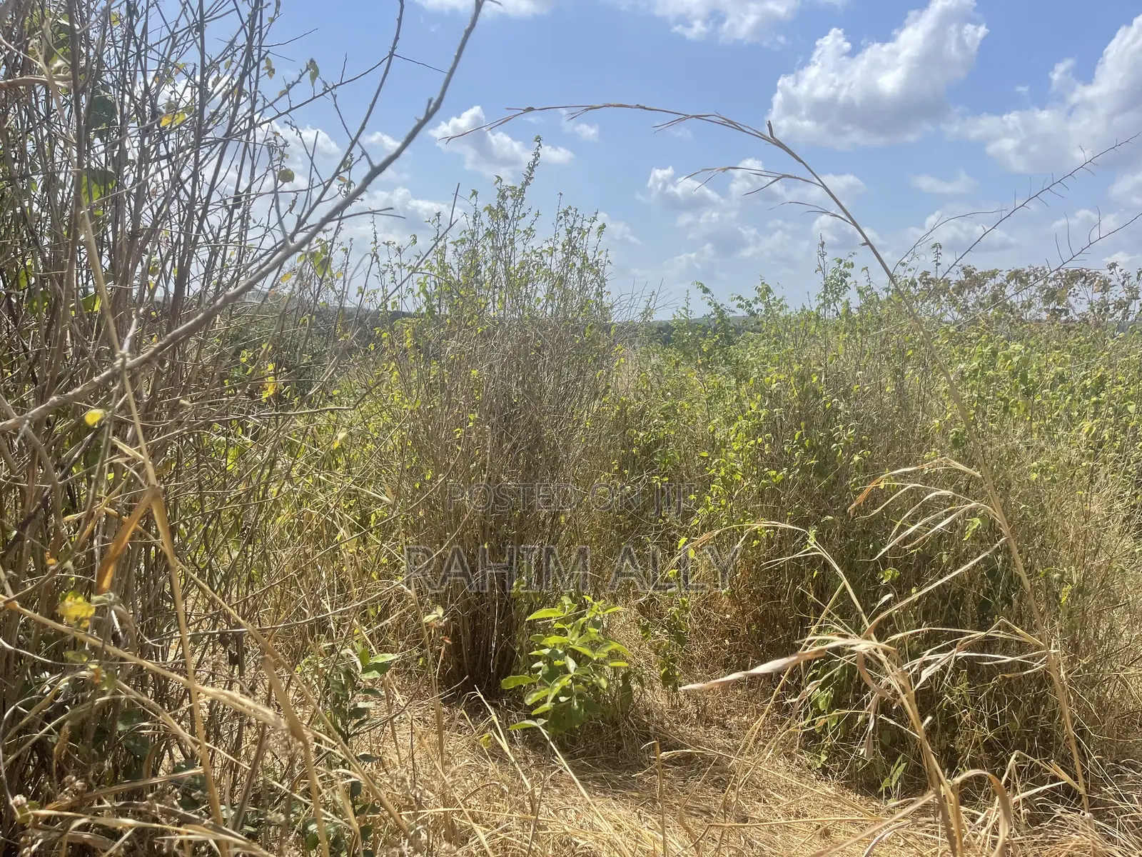 Shamba Linauzwa Kiwangwa Bago Eka 70