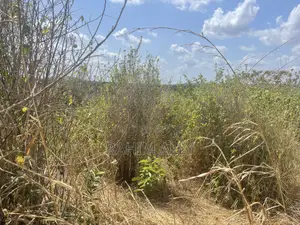 Shamba Linauzwa Kiwangwa Bago Eka 70