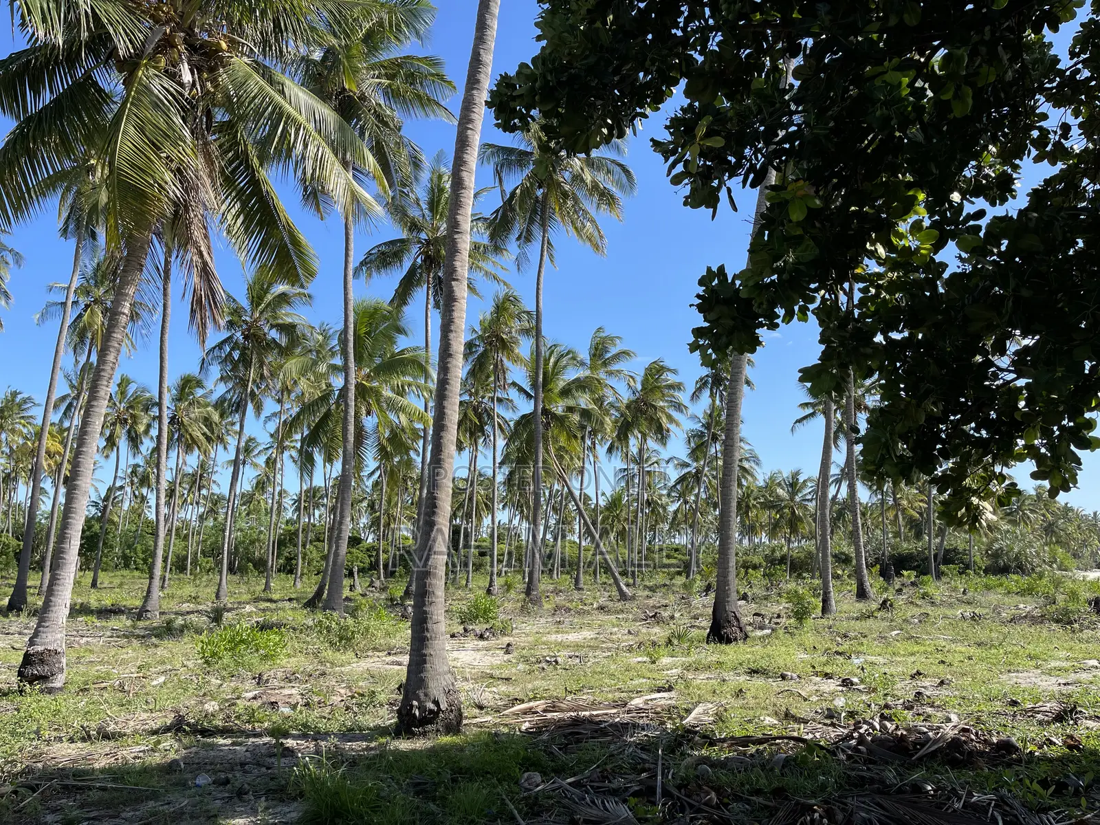 Beach Plort Inauzwa Tanga Eka 16