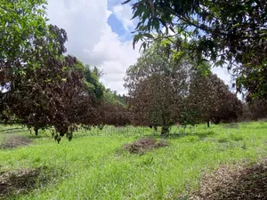 78 Acres Zinauzwa Mkuranga Zinatizama Kilwa Road