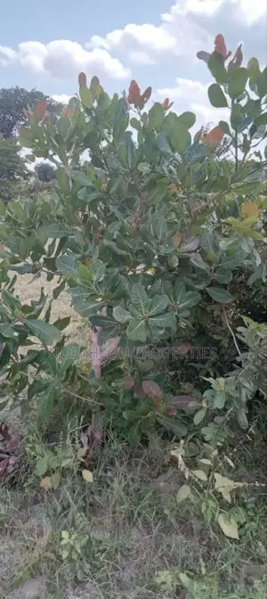 Plot in Bagamoyo Town