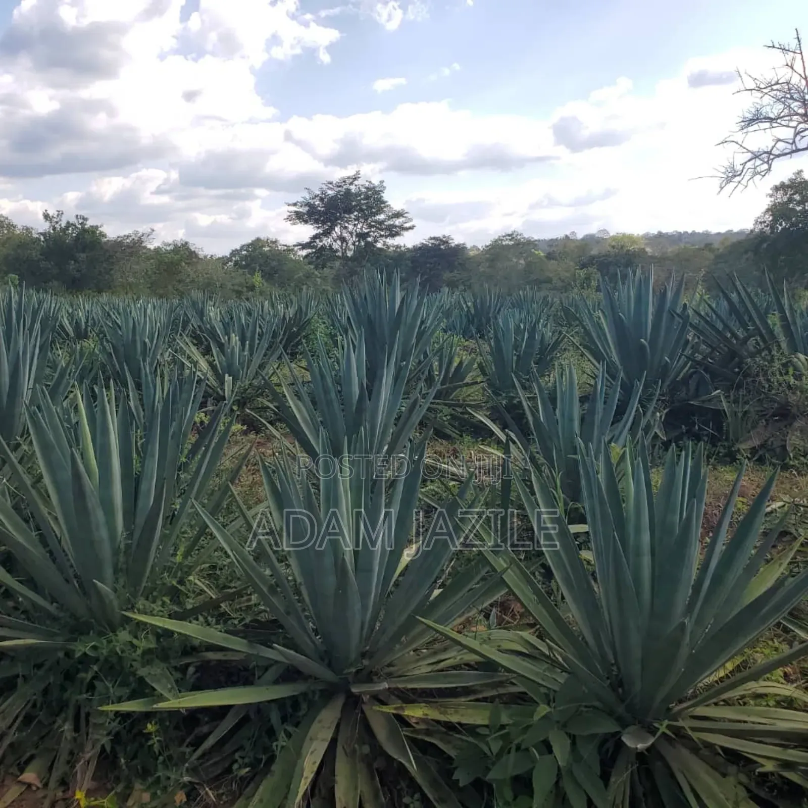 Shamba La Ekari 585 Linauzwa Pozo Handeni Tanga