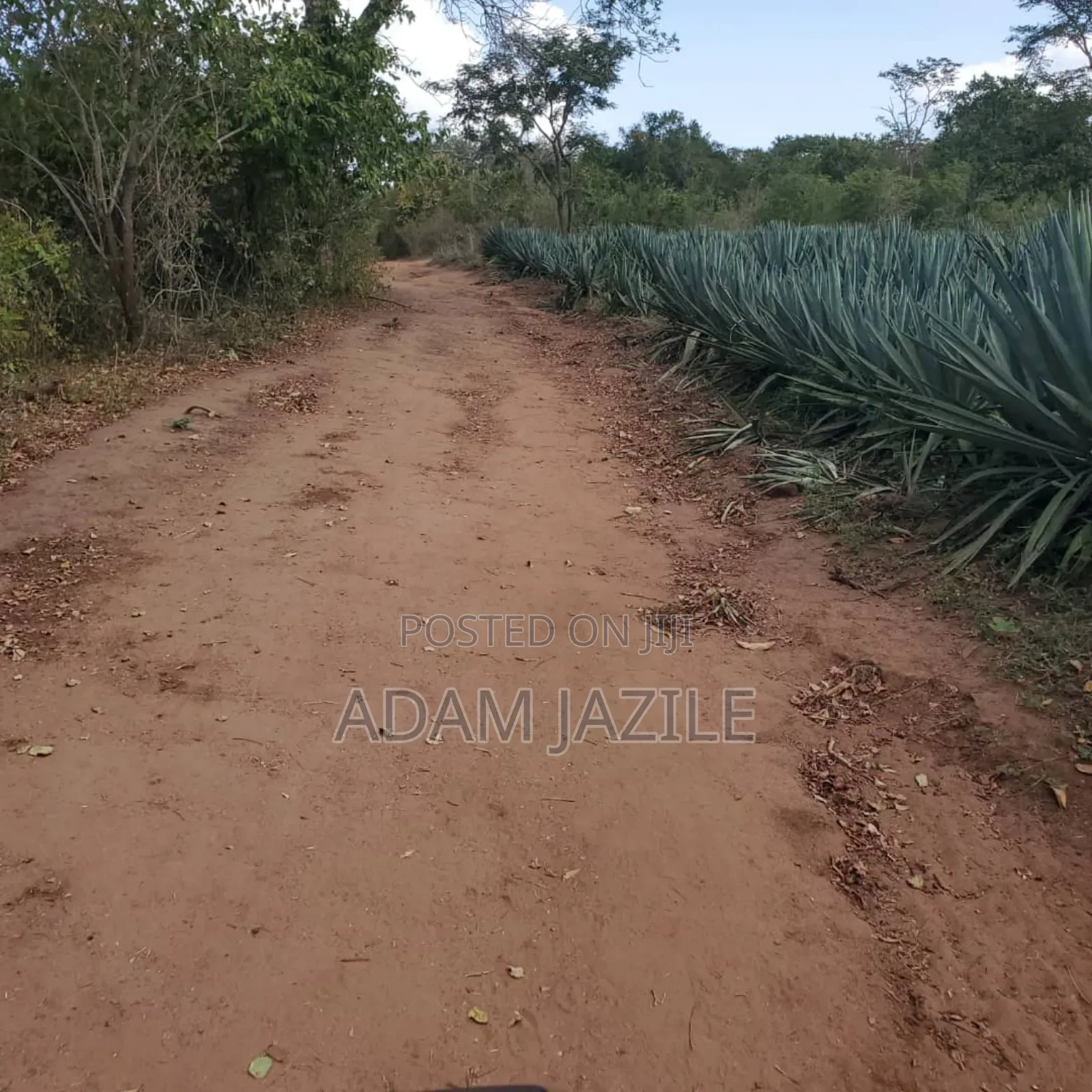 Shamba La Ekari 585 Linauzwa Pozo Handeni Tanga