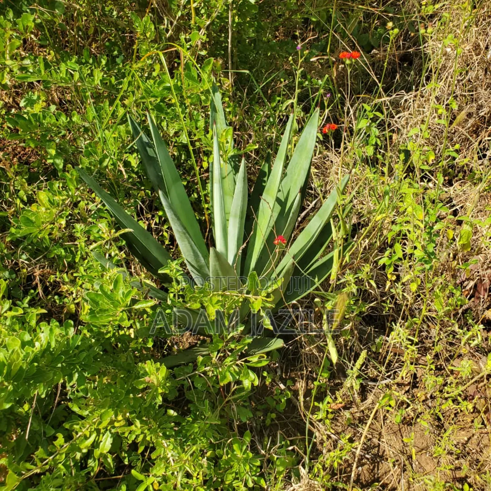 Shamba La Ekari 585 Linauzwa Pozo Handeni Tanga