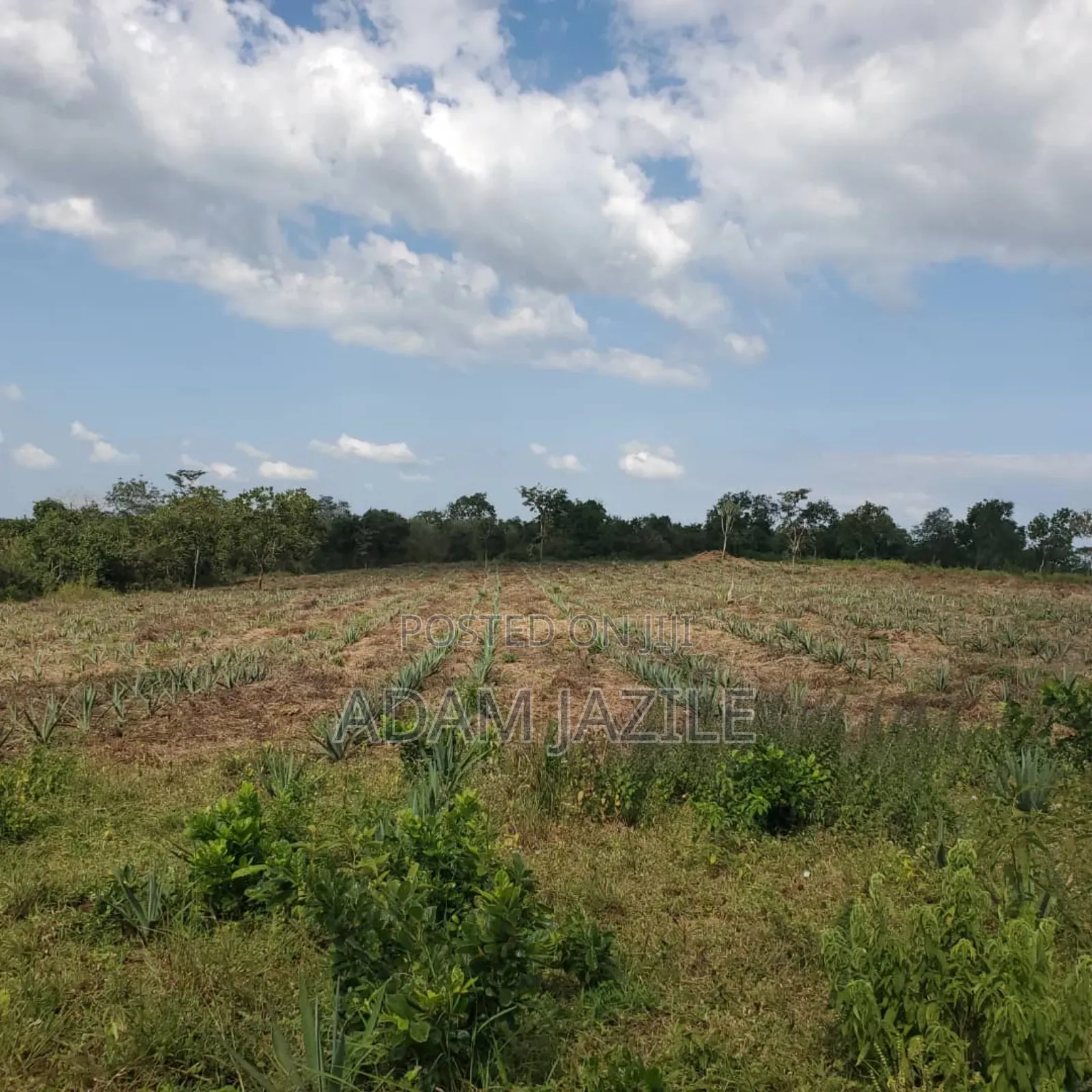 Shamba La Ekari 585 Linauzwa Pozo Handeni Tanga
