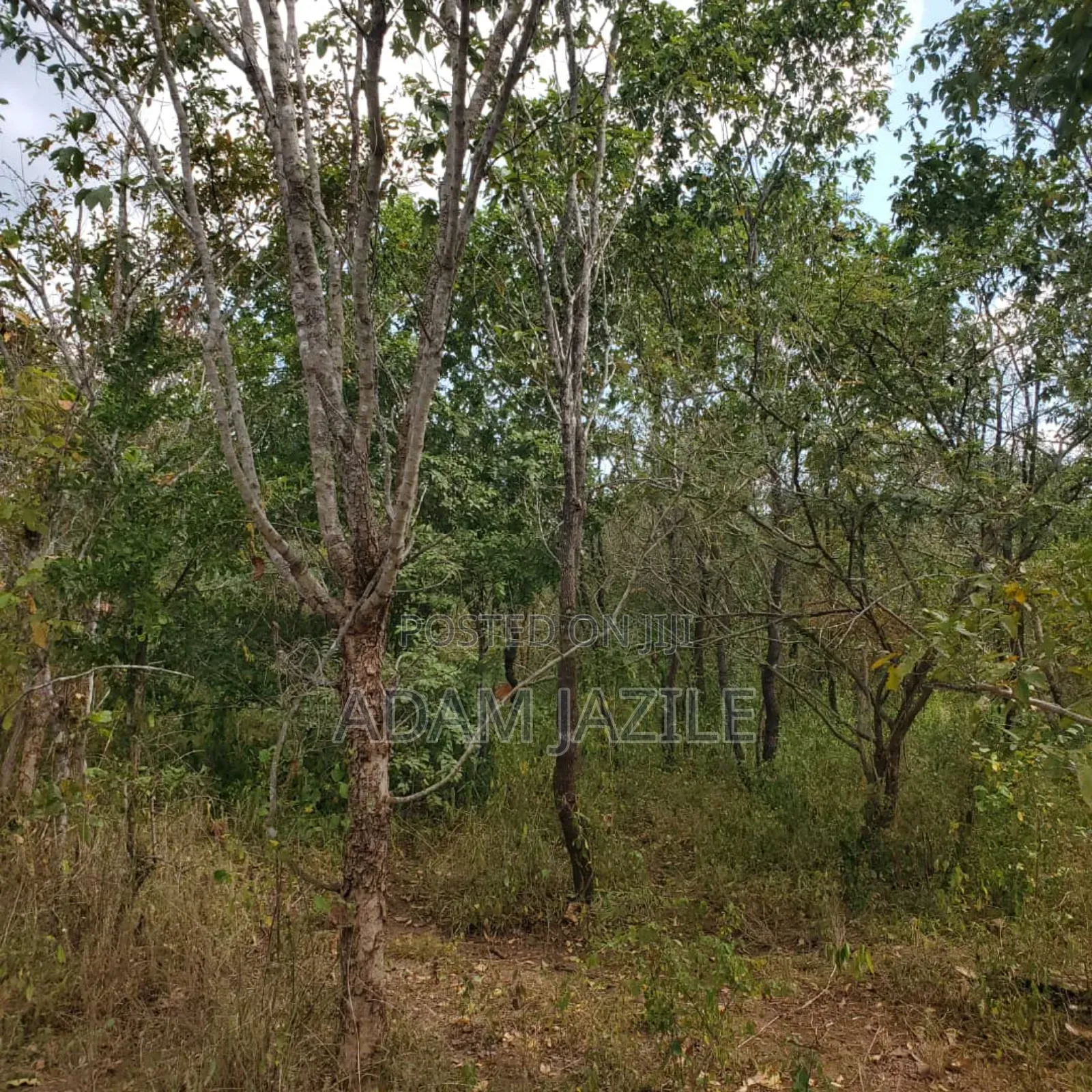 Shamba La Ekari 585 Linauzwa Pozo Handeni Tanga
