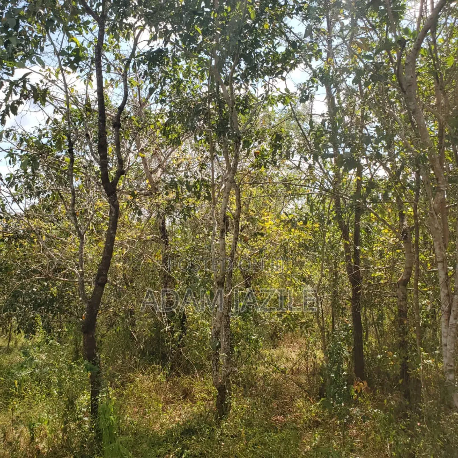 Shamba La Ekari 585 Linauzwa Pozo Handeni Tanga