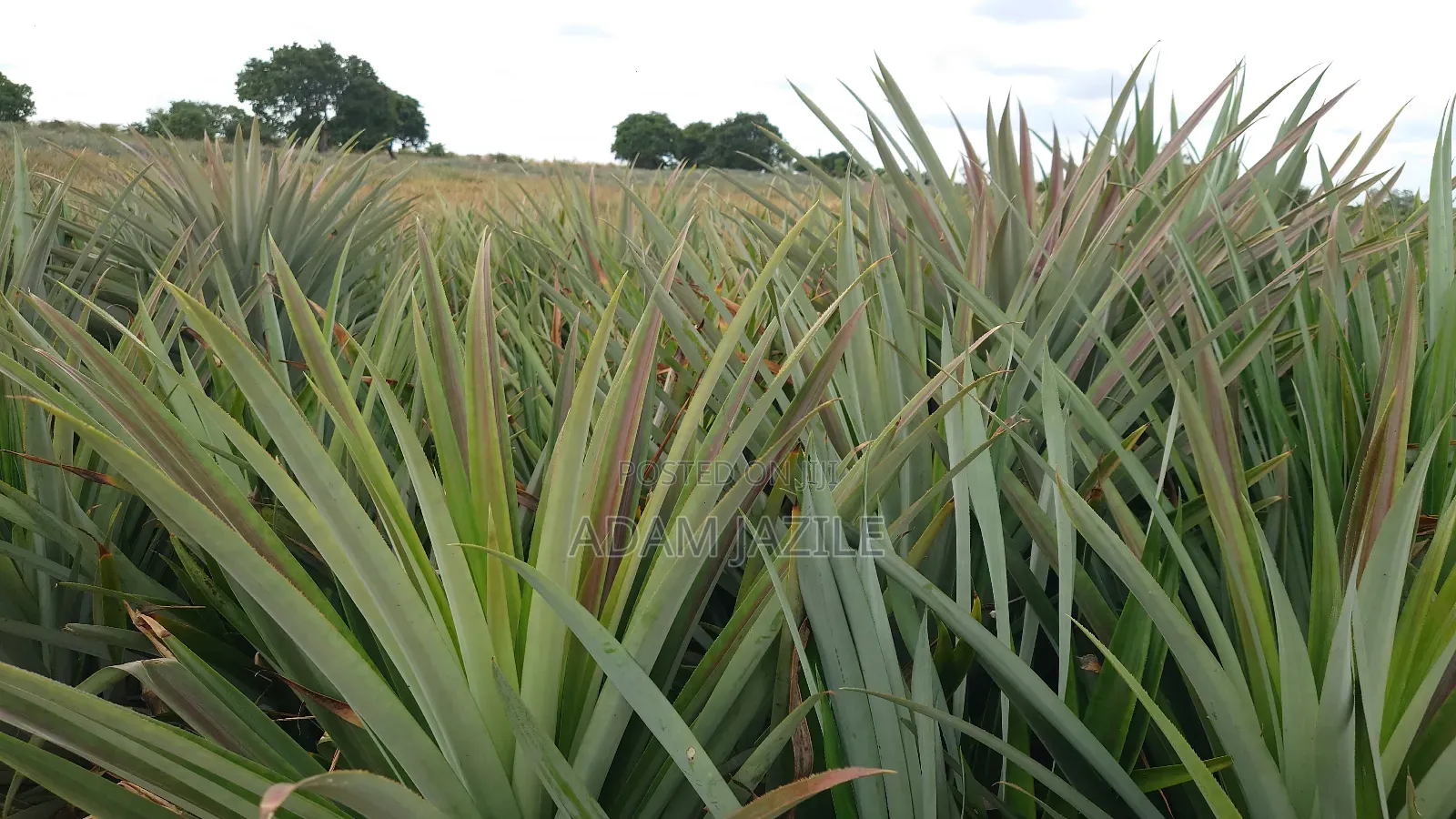 Shamba La Nanasi Na Migomba Inauzwa